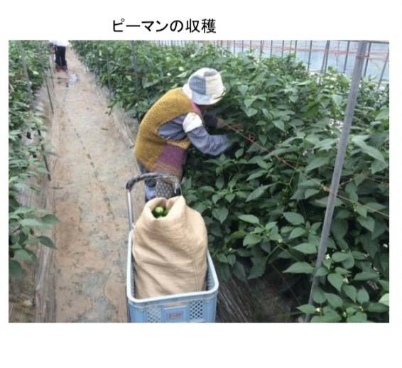 Đơn hàng: NÔNG NGHIỆP (Trồng và thu hoạch măng tây, ớt chuông, Làm việc trong nhà kính)